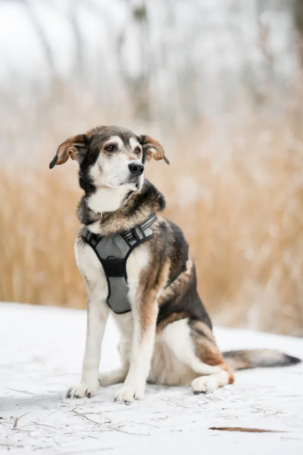 Znaleziono psa, Sosnowiec, 28 listopada 2025 (4/5)