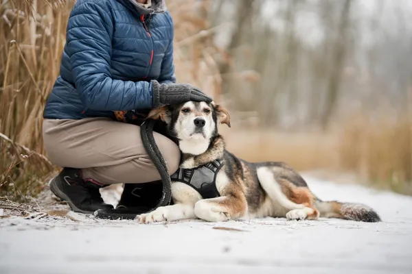 Znaleziono psa, Sosnowiec, 28 listopada 2025 (5/5)