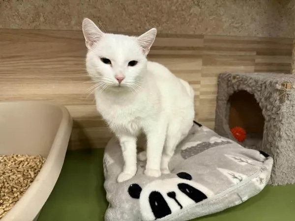 Znaleziono kota, Chojnice, 19 listopada 2025