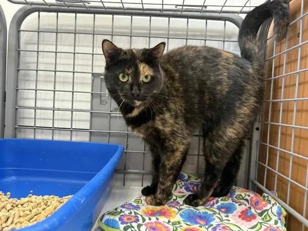 Znaleziono kota, Chojnice, 19 listopada 2025