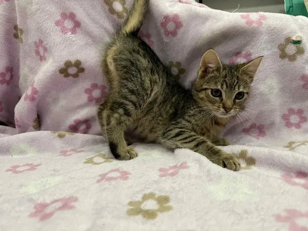 Znaleziono kota, Chojnice, 19 listopada 2025