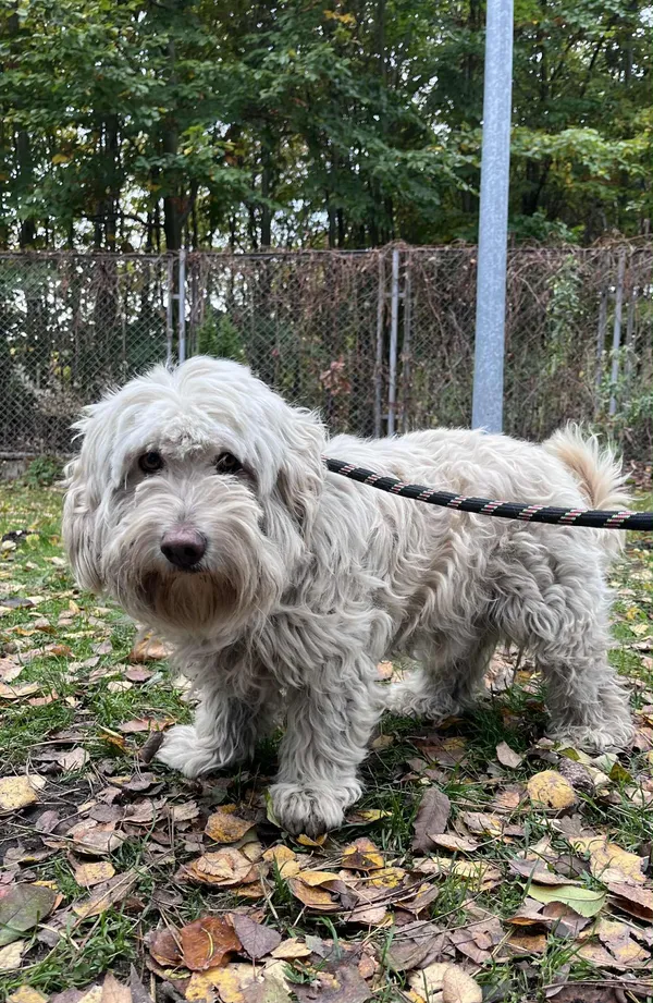 Pies do adopcji, Włocławek, 15 października 2025 (2/3)