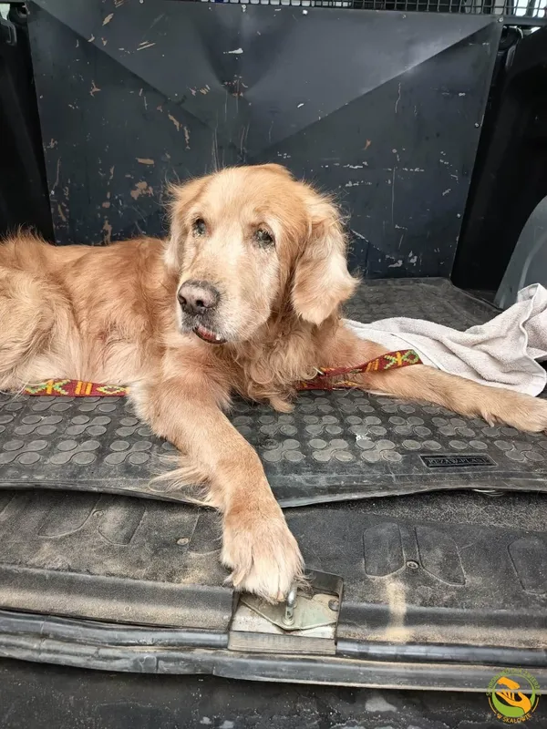 Znaleziono psa, Skałowo, 2 grudnia 2025 (1/2)