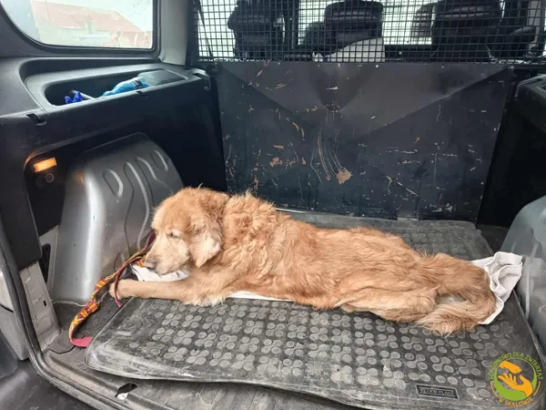 Znaleziono psa, Skałowo, 2 grudnia 2025 (2/2)