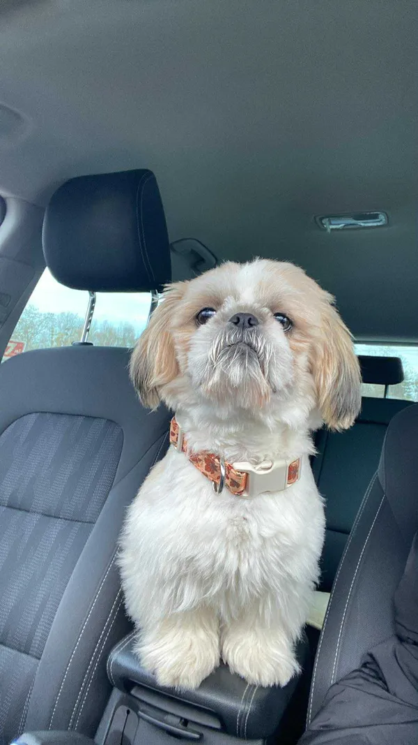 Zaginął pies, Woźnice, 2 grudnia 2025 (1/4)