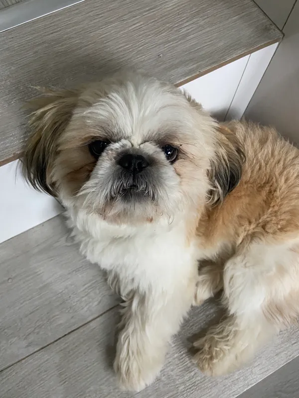 Zaginął pies, Woźnice, 2 grudnia 2025 (2/4)