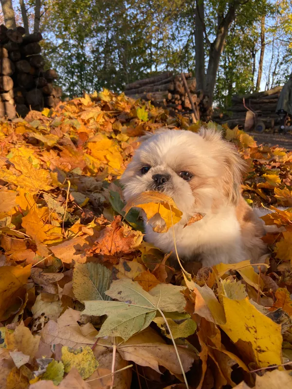 Zaginął pies, Woźnice, 2 grudnia 2025 (3/4)