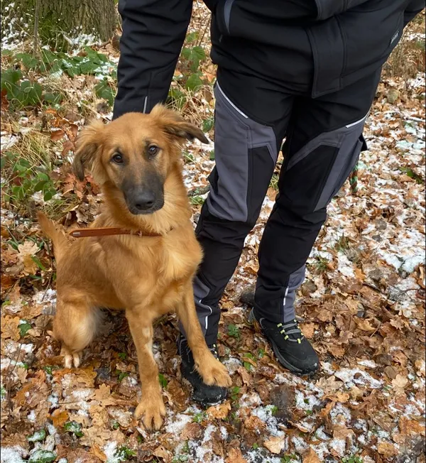 Pies do adopcji, gmina Platerówka, 1 grudnia 2025 (1/3)