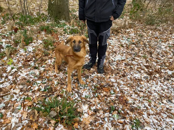 Pies do adopcji, gmina Platerówka, 1 grudnia 2025 (2/3)