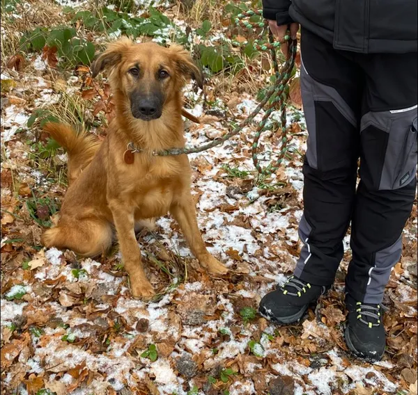 Pies do adopcji, gmina Platerówka, 1 grudnia 2025 (3/3)