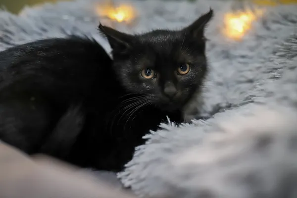 Znaleziono kota, Sosnowiec, 30 listopada 2025 (2/5)