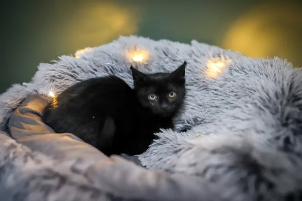 Znaleziono kota, Sosnowiec, 30 listopada 2025 (3/5)