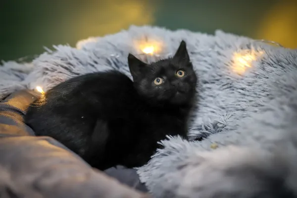 Znaleziono kota, Sosnowiec, 30 listopada 2025 (5/5)