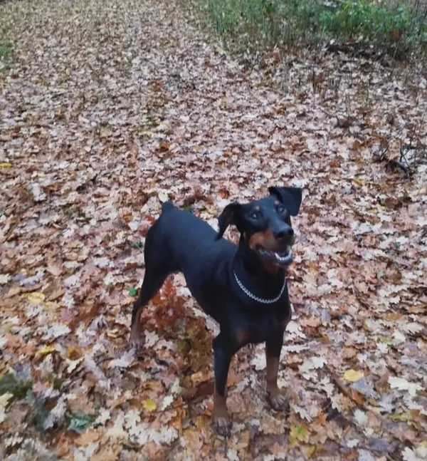 Zaginął pies, Polska Nowa Wieś, 2 grudnia 2025 (2/3)