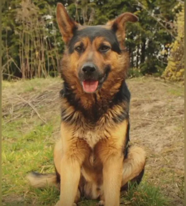 Pies do adopcji, Głowno, 10 listopada 2025 (2/5)