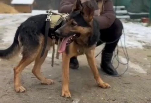 Pies do adopcji, Głowno, 10 listopada 2025 (5/5)