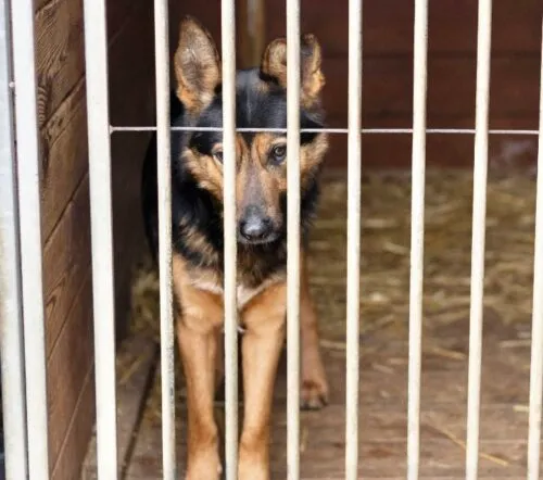 Pies do adopcji, Głowno, 10 listopada 2025 (1/5)