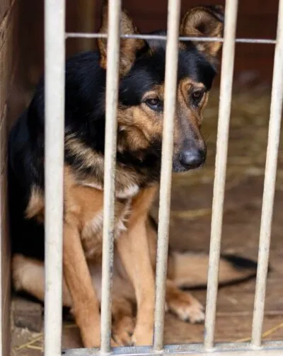 Pies do adopcji, Głowno, 10 listopada 2025 (2/5)