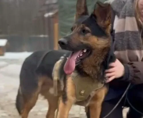 Pies do adopcji, Głowno, 10 listopada 2025 (3/5)