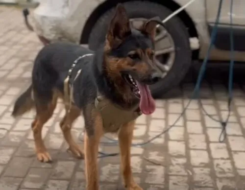 Pies do adopcji, Głowno, 10 listopada 2025 (4/5)