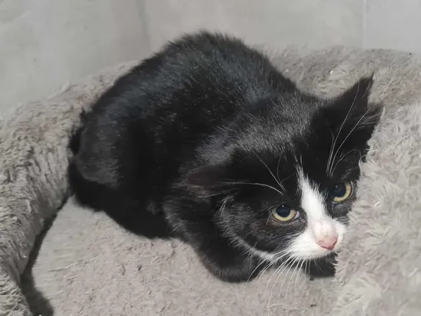 Znaleziono kota, Sosnowiec, 30 listopada 2025