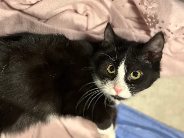 Znaleziono kota, Sosnowiec, 30 listopada 2025