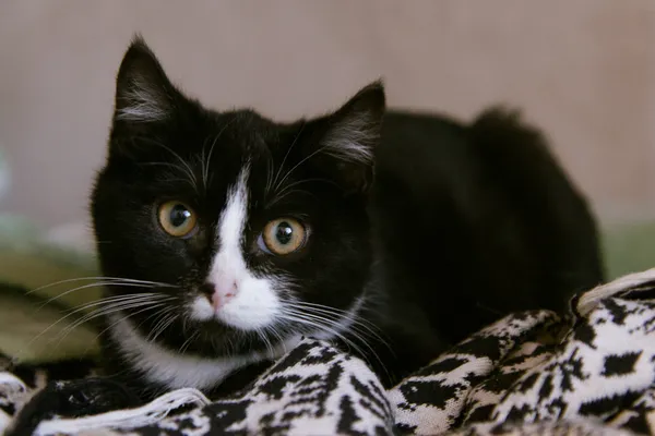 Znaleziono kota, Sosnowiec, 1 grudnia 2025 (1/2)