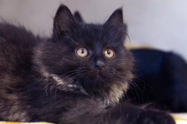 Znaleziono kota, Sosnowiec, 1 grudnia 2025 (2/3)