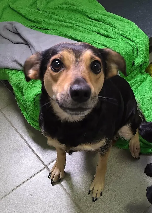 Znaleziono psa, Lublin, 28 listopada 2025