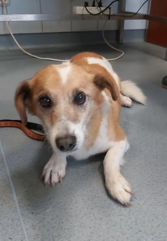 Znaleziono psa, Lublin, 29 listopada 2025