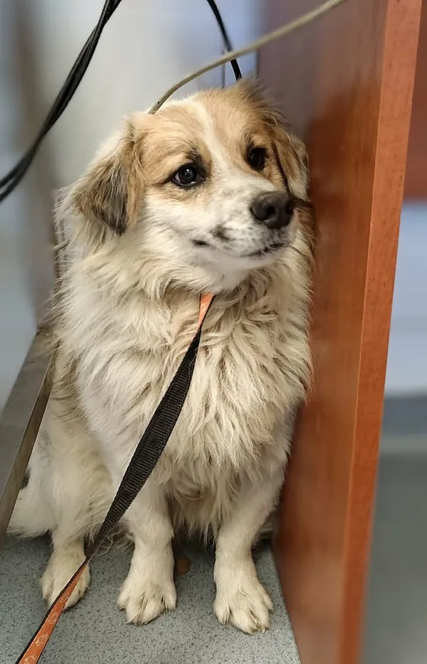 Znaleziono psa, Lublin, 28 listopada 2025