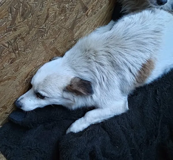 Znaleziono psa, Lublin, 29 listopada 2025