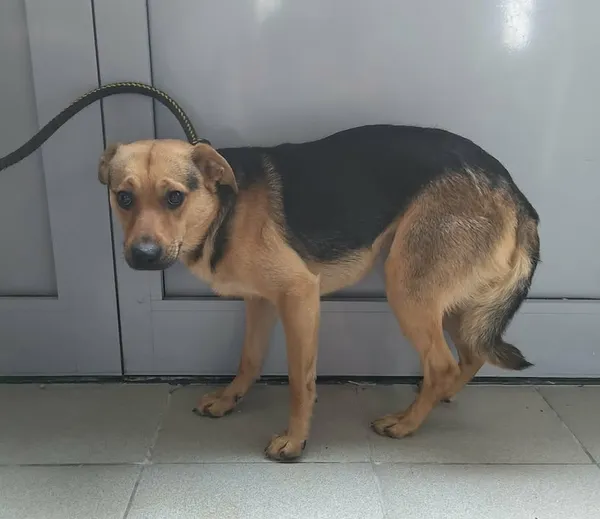 Znaleziono psa, Lublin, 30 listopada 2025