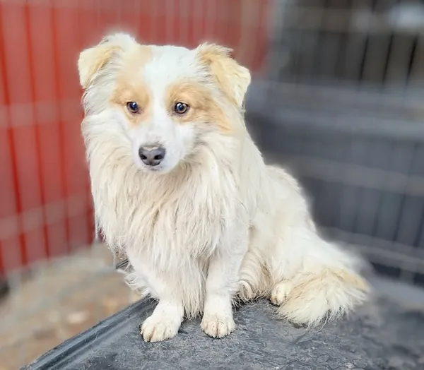 Znaleziono psa, Lublin, 29 listopada 2025