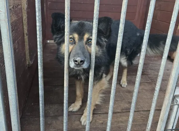 Pies do adopcji, Gorzów Wielkopolski, 30 listopada 2025