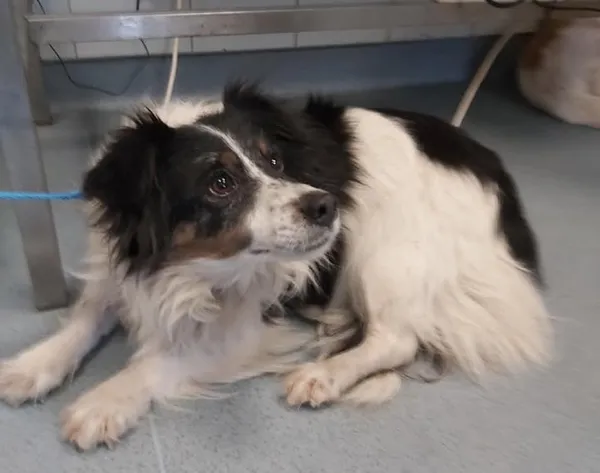 Znaleziono psa, Lublin, 29 listopada 2025