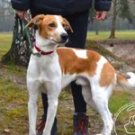 Pies do adopcji