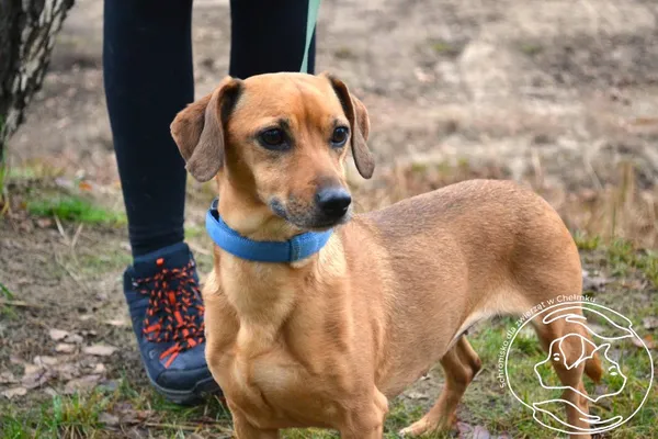 Pies do adopcji, Chełmek, 12 listopada 2025