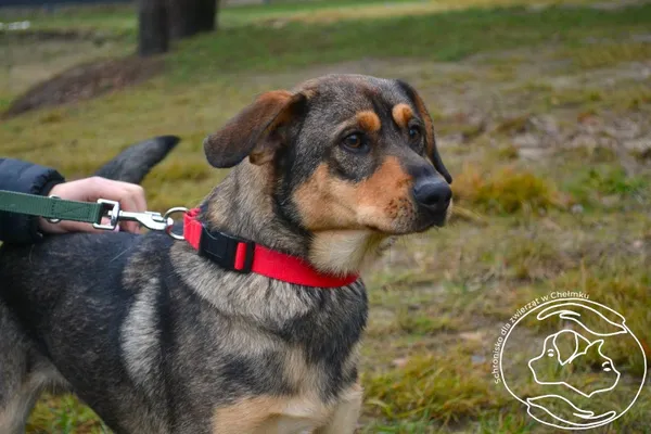 Pies do adopcji, Chełmek, 6 listopada 2025