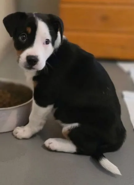 Znaleziono psa, Radom, 2 grudnia 2025