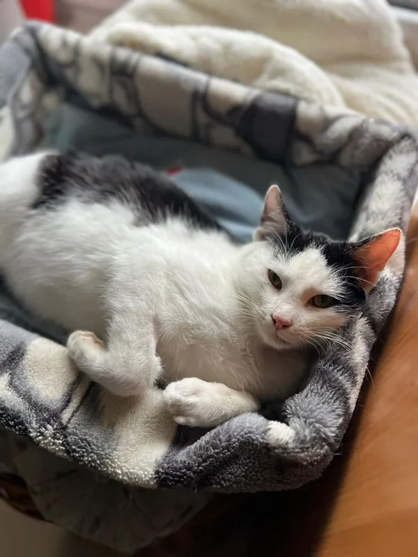 Kot do adopcji, Głowno, 2 grudnia 2025 (3/4)