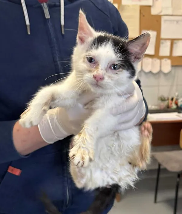 Znaleziono kota, Lublin, 27 listopada 2025