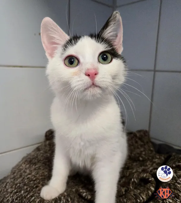 Znaleziono kota, Lublin, 27 listopada 2025