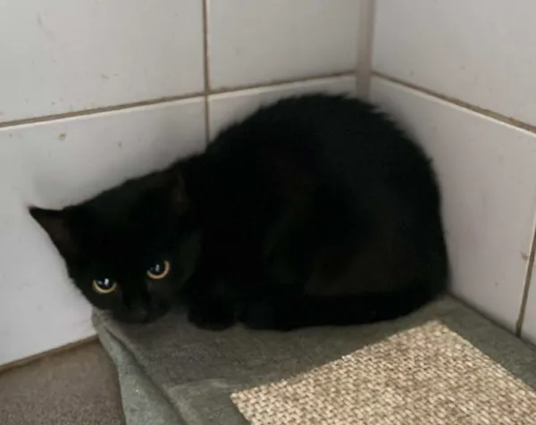 Znaleziono kota, Lublin, 21 listopada 2025