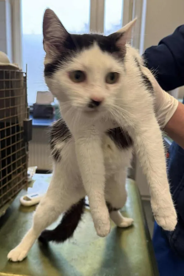 Znaleziono kota, Lublin, 27 listopada 2025