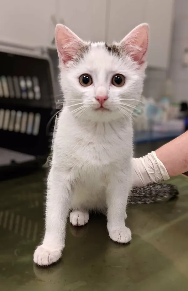 Znaleziono kota, Lublin, 28 listopada 2025