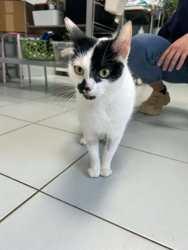 Kot do adopcji, Zgierz, 19 listopada 2025 (1/4)