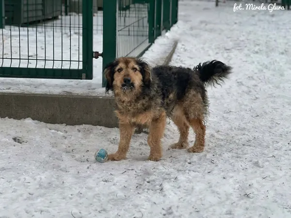 Pies do adopcji, Bydgoszcz, 7 stycznia 2026 (3/5)