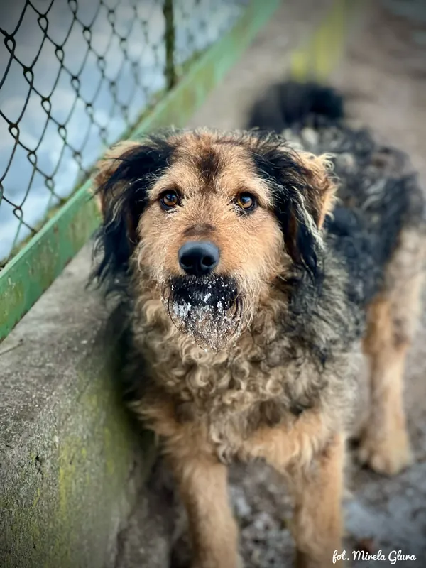 Pies do adopcji, Bydgoszcz, 7 stycznia 2026 (4/5)