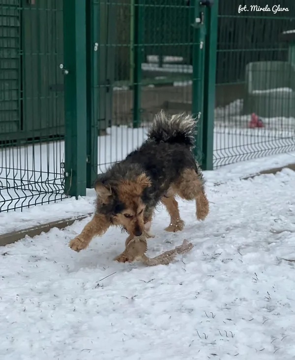 Pies do adopcji, Bydgoszcz, 7 stycznia 2026 (5/5)